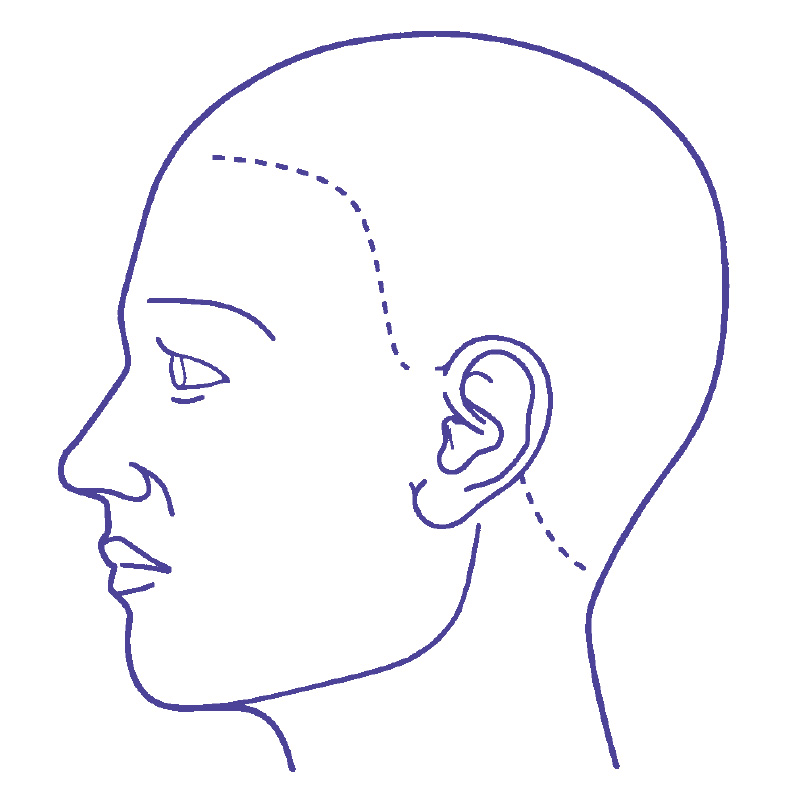 シャチハタ 医療用人体図 頭（左側）