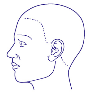 シャチハタ 医療用人体図 頭（左側） 