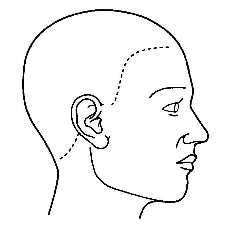 シャチハタ 医療用人体図 頭（右側）
