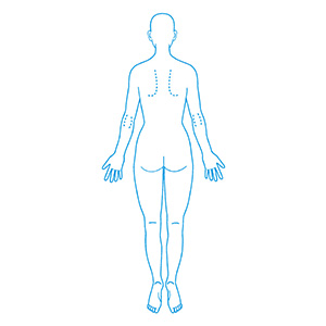 シャチハタ 医療用人体図 全身（女性背面）