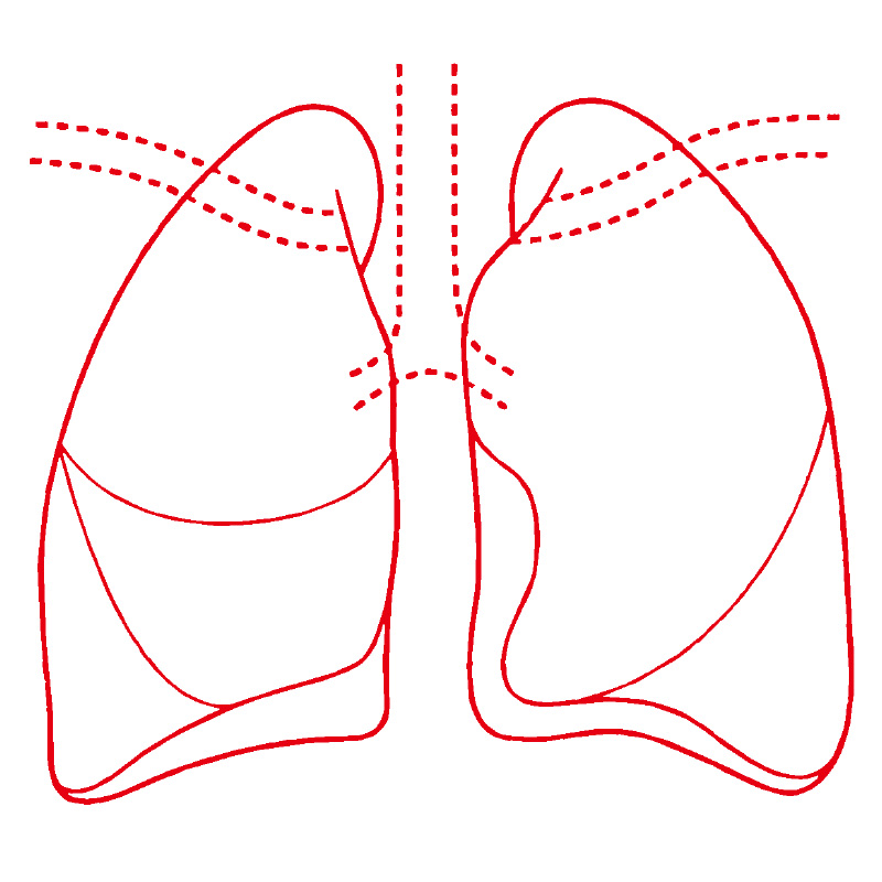 医療用人体図 肺 最短即日のシャチハタ館