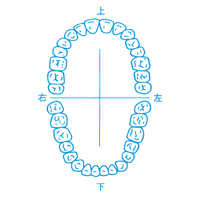医療用人体図 歯 1 最短即日のシャチハタ館