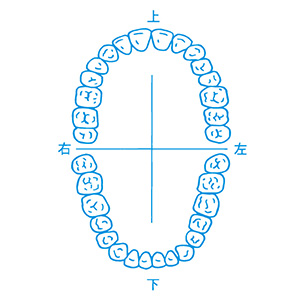 シャチハタ 医療用人体図 歯（1）