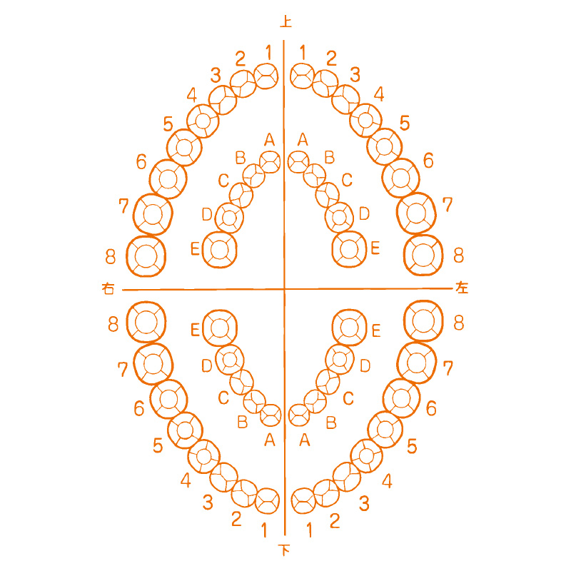 医療用人体図 歯 2 最短即日のシャチハタ館